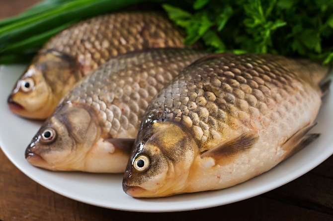 Manfaat Mengonsumsi Ikan Gurame untuk Kesehatan